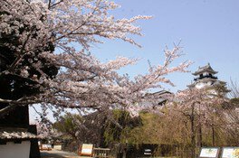 【桜・見ごろ】掛川城公園