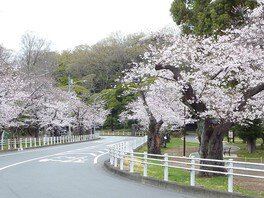 桜トンネルで有名な桜並木