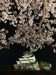大阪城 西の丸庭園 観桜ナイター 2023