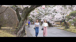 城山公園の桜(栃木県小山市)