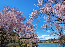 荒神山公園の桜