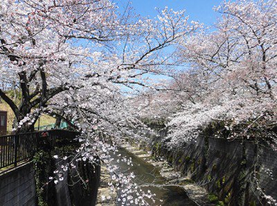 石神井川の桜