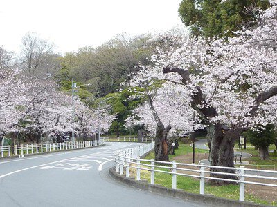 富岡総合公園の桜