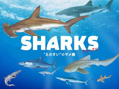 SHARKS “えのすい”のサメ展