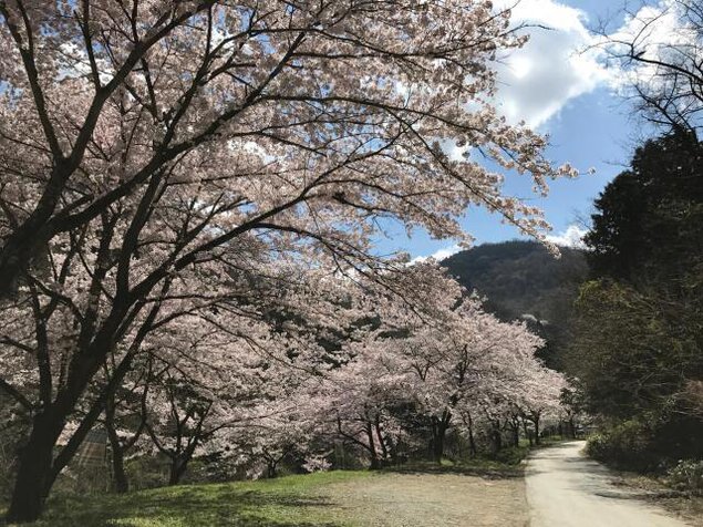 【桜・見ごろ】山の神千本桜