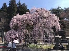 南湖公園・楽翁桜