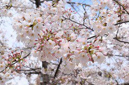 園内の桜の大半はソメイヨシノ