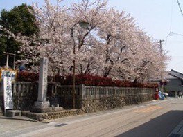 【桜・見ごろ】三熊野神社