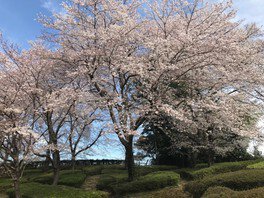 【桜・見ごろ】上尾丸山公園