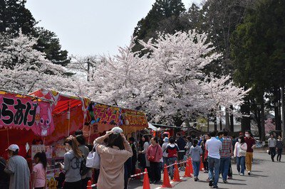三戸城跡･城山公園の桜