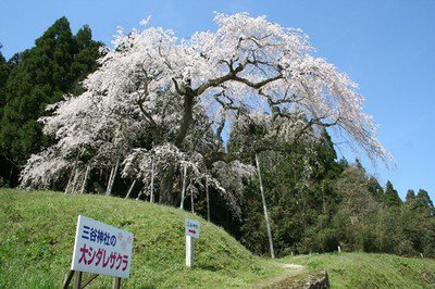 【桜・見ごろ】三谷神社の大しだれ桜