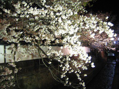 春の江名子川ライトアップ