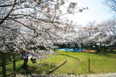 【桜・見ごろ】丸山公園