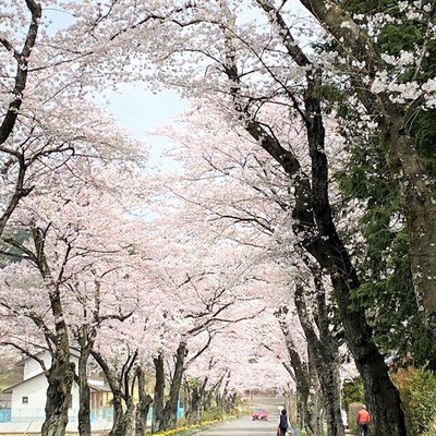 【桜・見ごろ】烏ヶ森公園