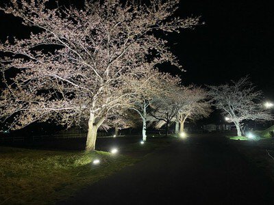 惣三郎沼公園桜まつり