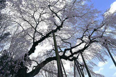 奥山田のしだれ桜の桜 桜名所 お花見21 ウォーカープラス