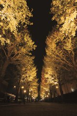 東京・昭島 モリパーク　いちょう並木ライトアップ