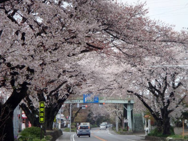 【桜・見ごろ】日光街道桜並木