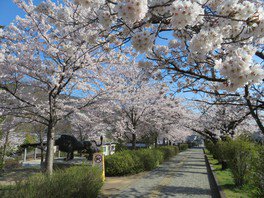 長野市城山公園の桜