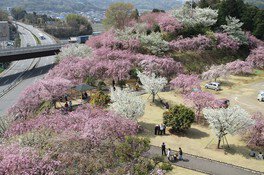幸田文化公園の桜