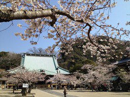 鎌倉時代から続く歴史ある光明寺で愛でる桜