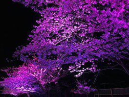 夜桜のライトアップ　ときわ公園