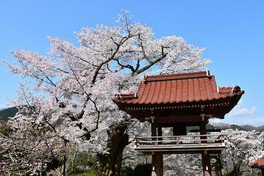 妙用寺の桜(ミョウヨウジザクラ)
