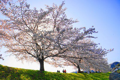 桜づつみ公園の桜