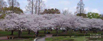 【桜・見ごろ】宮崎県総合文化公園