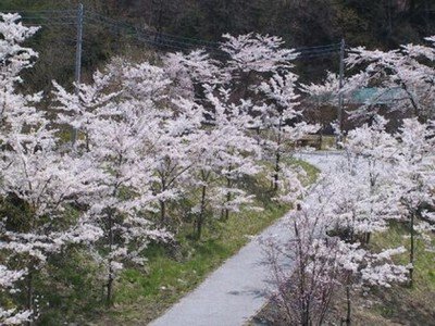 【桜・見ごろ】花の渡良瀬公園