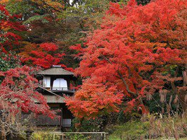 横浜で、古都のような紅葉の風景が楽しめる