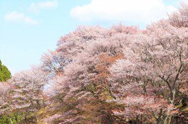 【桜・見ごろ】丸山公園の山桜