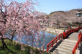 岩脇公園桜まつり