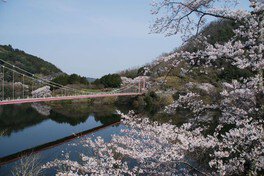 【桜・見ごろ】月ヶ瀬湖畔