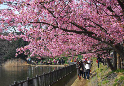 小松ヶ池公園の桜