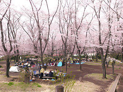 こども自然公園の桜