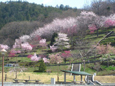 塩山ふれあいの森総合公園の桜