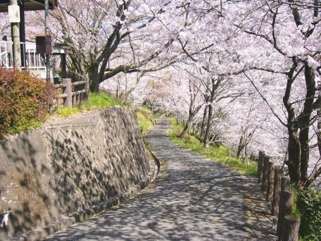 桜と石橋まつり