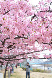 旧中川の桜