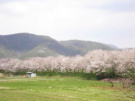 【桜・見ごろ】吉井川河川公園