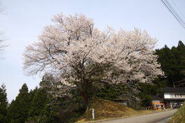 【桜・見ごろ】天狗平の御所桜