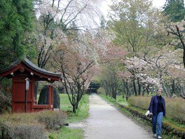 【桜・見ごろ】含満公園・化地蔵の桜