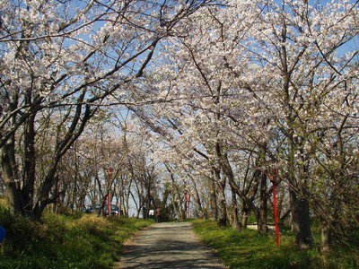 日笠山の桜