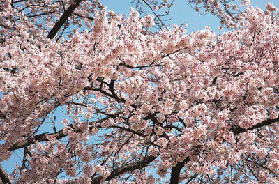 丹治桜公園の桜
