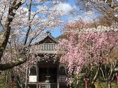 常照寺の桜
