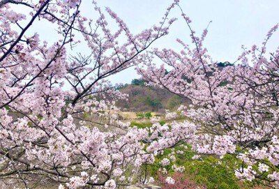 【桜・見ごろ】神山森林公園イルローザの森
