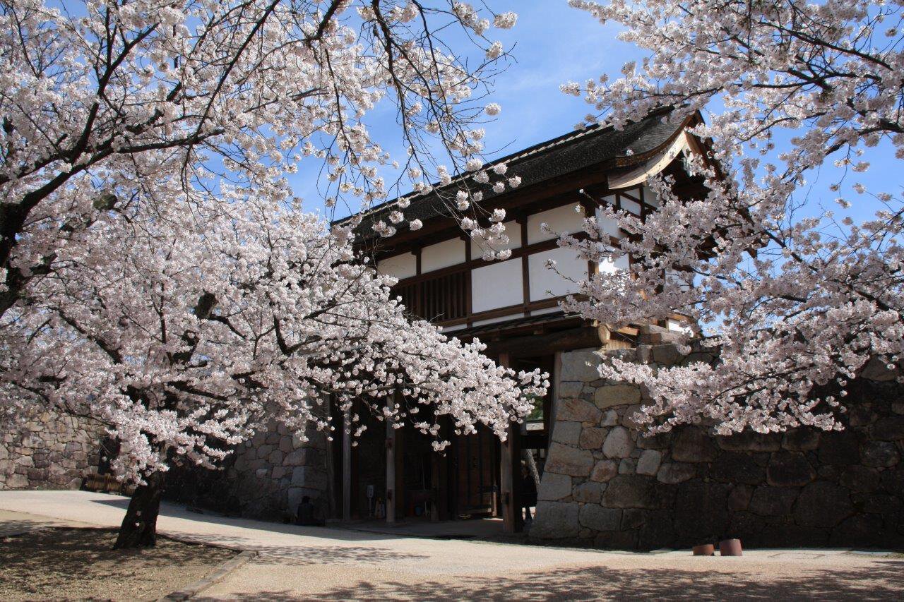 長野県の桜名所 お花見21 ウォーカープラス
