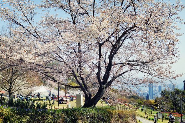 【桜・見ごろ】神戸布引ハーブ園／ロープウェイ　山桜