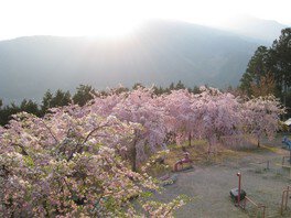 【桜・見ごろ】智者の丘公園のしだれ桜