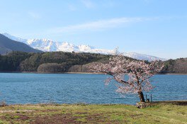 【桜・見ごろ】青木湖